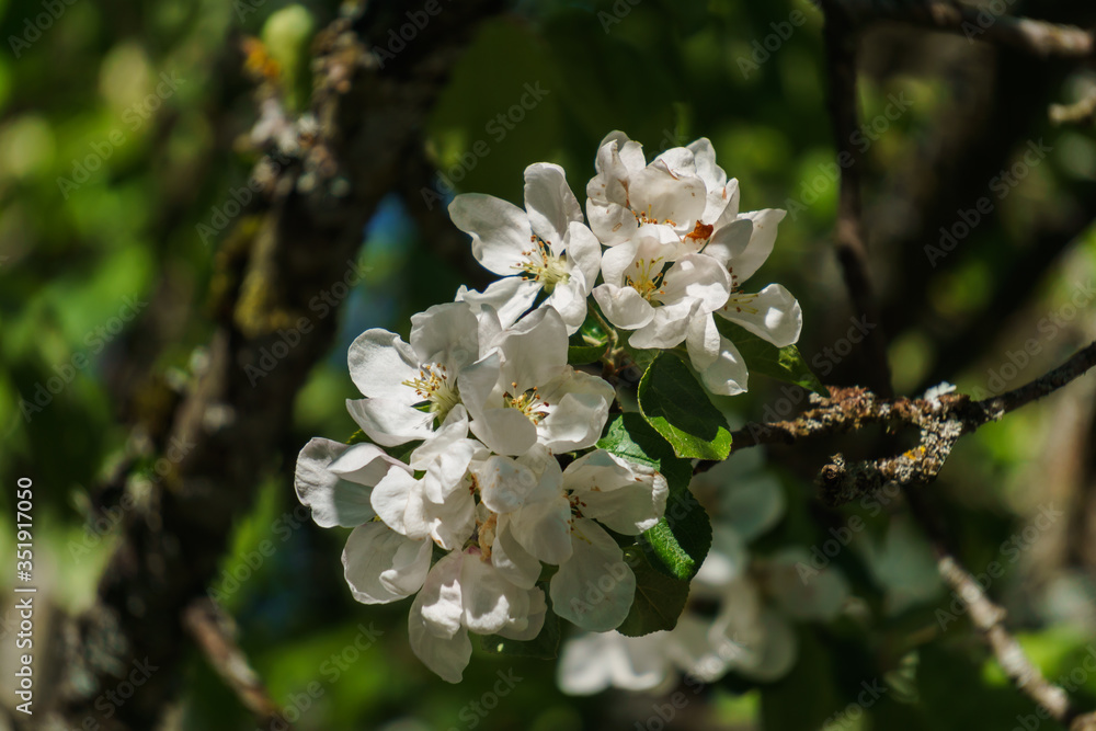 White flowers of apple tree on a branch in the garden.