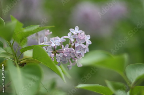 bee on a flower