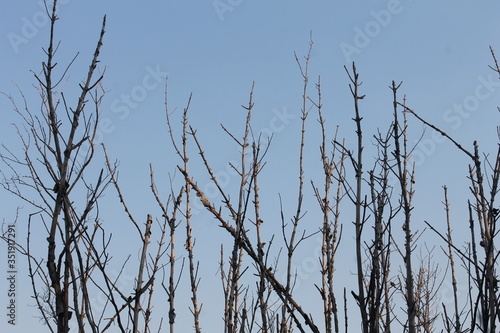 Dry dead tree branch in blue sky