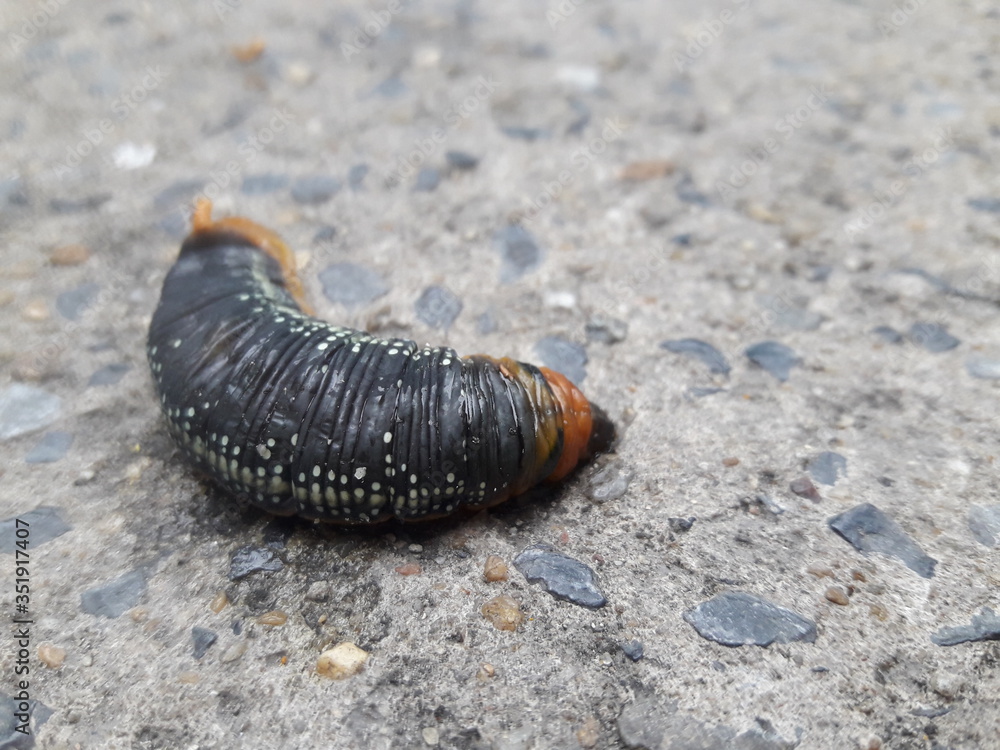 The little animals fighting in the city. The caterpillar on the concrete floor. The end of the journey of the caterpillar. The little animals fighting in the city. The caterpillar on the concrete floor. The end of the journey of the caterpillar.
