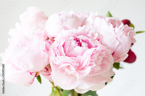 Close up Smooth pink petals peony flowers. Background.