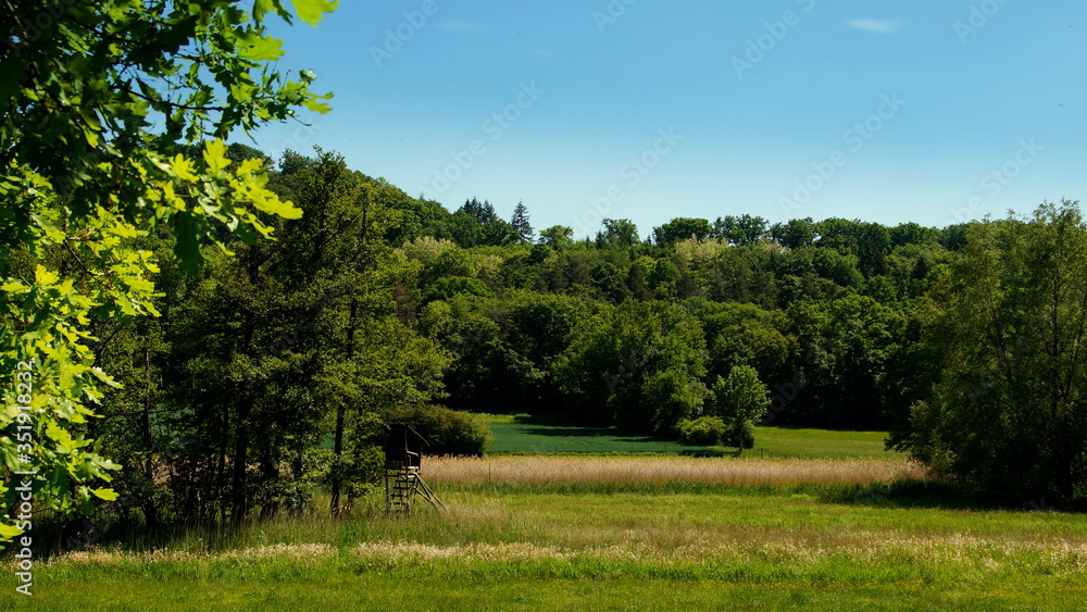 natürliche grüne Landschaft mit Wiese, Schilf und Wald unter blauem Himmel natürliche grüne Landschaft mit Wiese, Schilf und Wald unter blauem Himmel