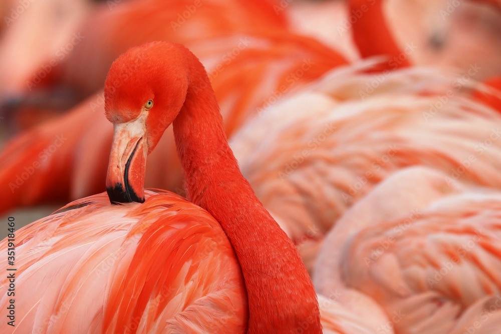 Obraz premium flamingo in the zoo