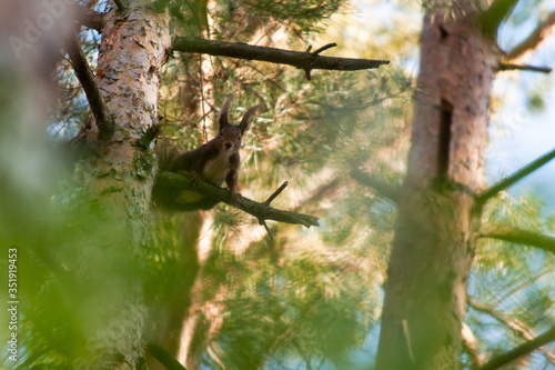 The brown squirrel is sitting on the branch 