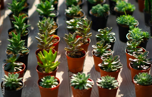 Saplings of succulent plants placed on tree market