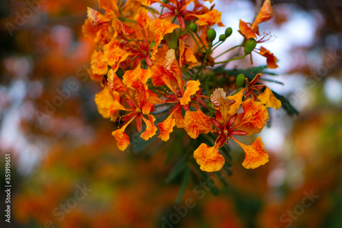 Orange Royal Poinciana in blured background