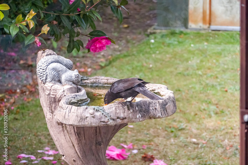 Принти на полотні Male blackbird (Turdus merula) drinking water from an ornate bird bath in an Eng