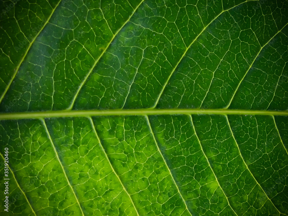 Obraz premium Green leaves background. Leaf texture.