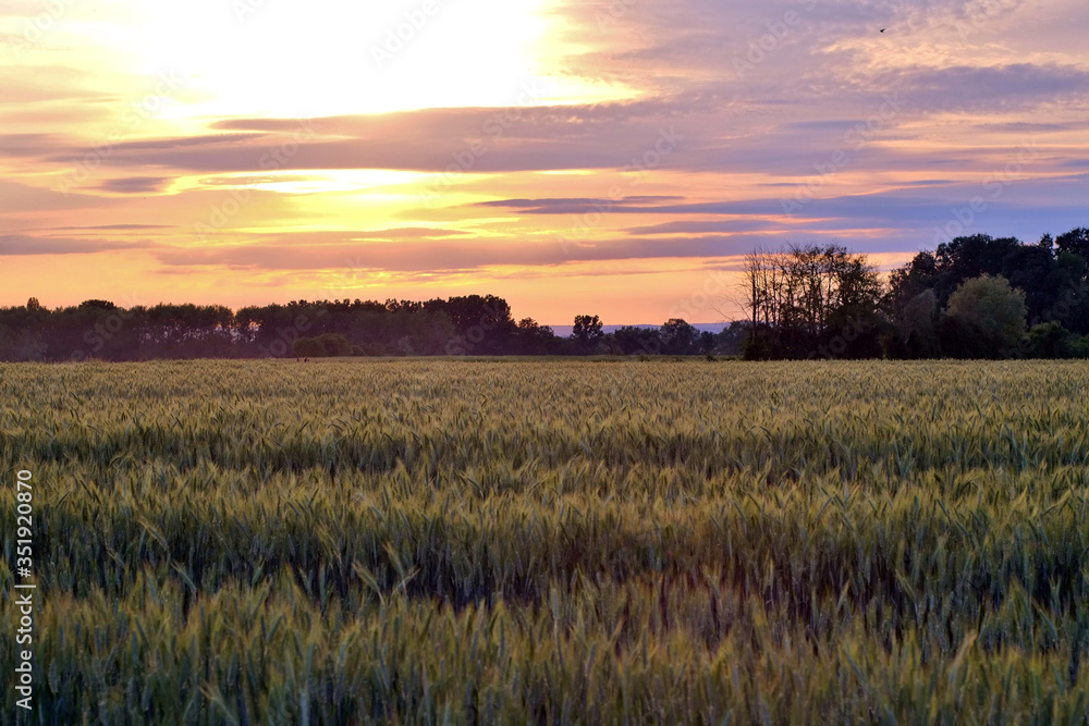 Champ d'orge sous le coucher de soleil.