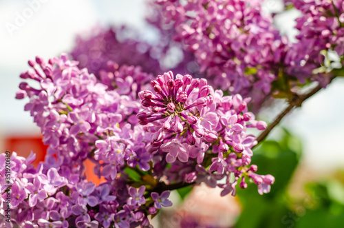 Blooming lilac bushes on a Sunny day.