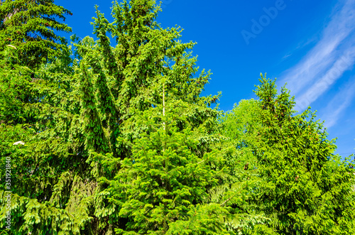 Green spring forest.Many pines and firs. © Сергей Лаврищев
