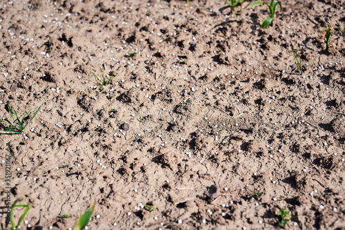 Artificial nitrogen fertilizer on brown soil. Large field with white mineral fertilizer balls - urea (carbamide) and little fresh green non-biological baby plants and sprouts in afternoon sunshine.