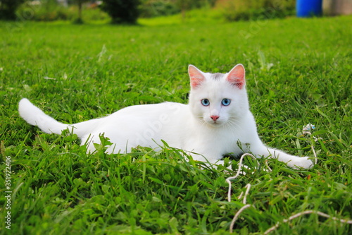 a white blue eyed kitten is lying on the grass