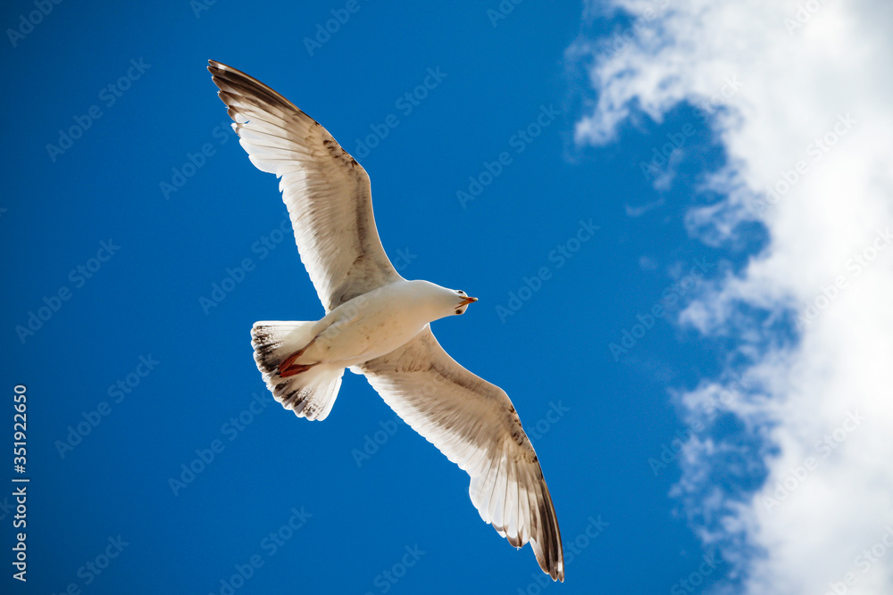 Obraz premium Seagull flying in the blue sky