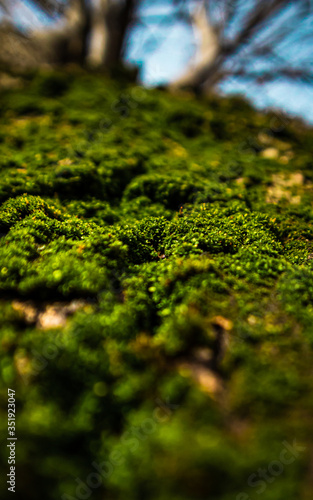 moss on a tree