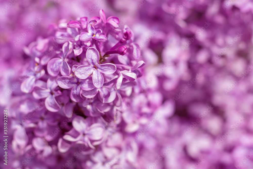 Macro image of spring lilac violet flowers, abstract soft floral background Macro image of spring lilac violet flowers, abstract soft floral background