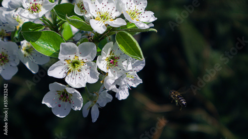 Bee flying near a flower