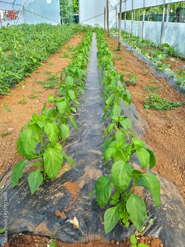 Vegetables growing in the greenhouse on farm