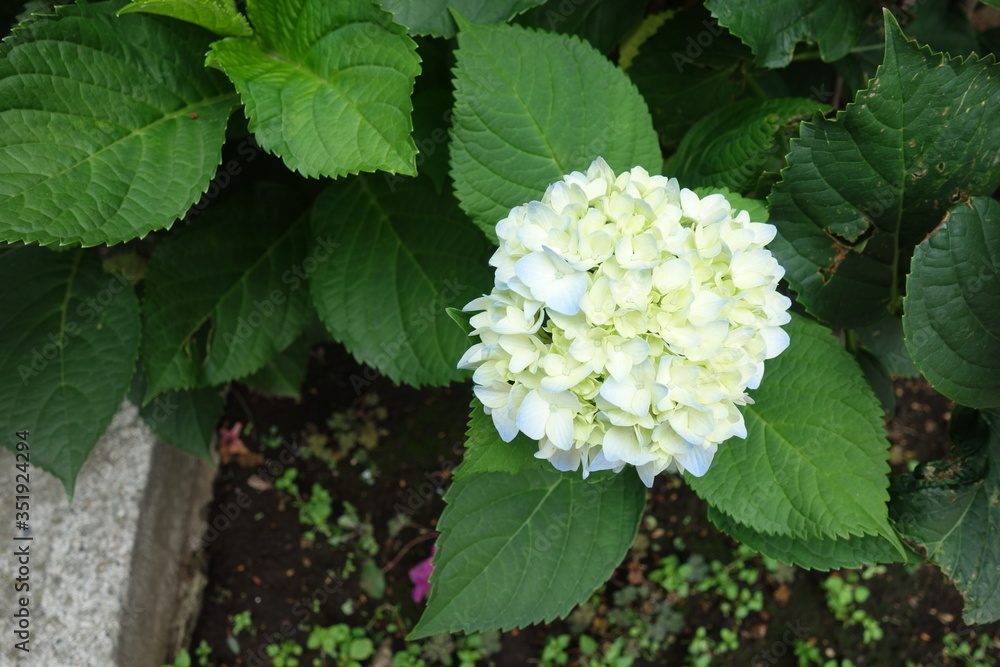 5月の緑の紫陽花の花 5月の緑の紫陽花の花