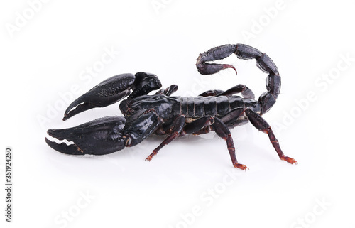 scorpion isolated on white background.
