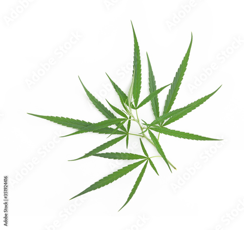 marijuana,marihuana or cannabis on white background.