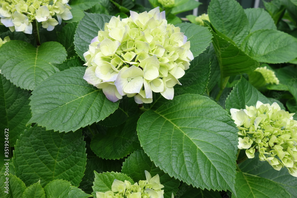 5月の緑の紫陽花の花 5月の緑の紫陽花の花