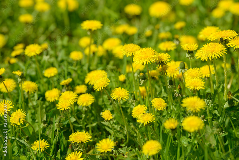 Yellow dandelion flowers (Taraxacum officinale). Dandelions field background on spring sunny day. Blooming dandelion. Medicinal wild herb. Medicine drug natural ingredient.