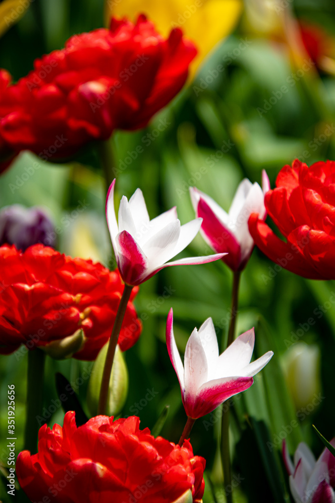 Fototapeta premium チューリップの頃にて