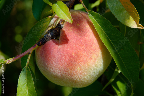tasty large peach in close-up