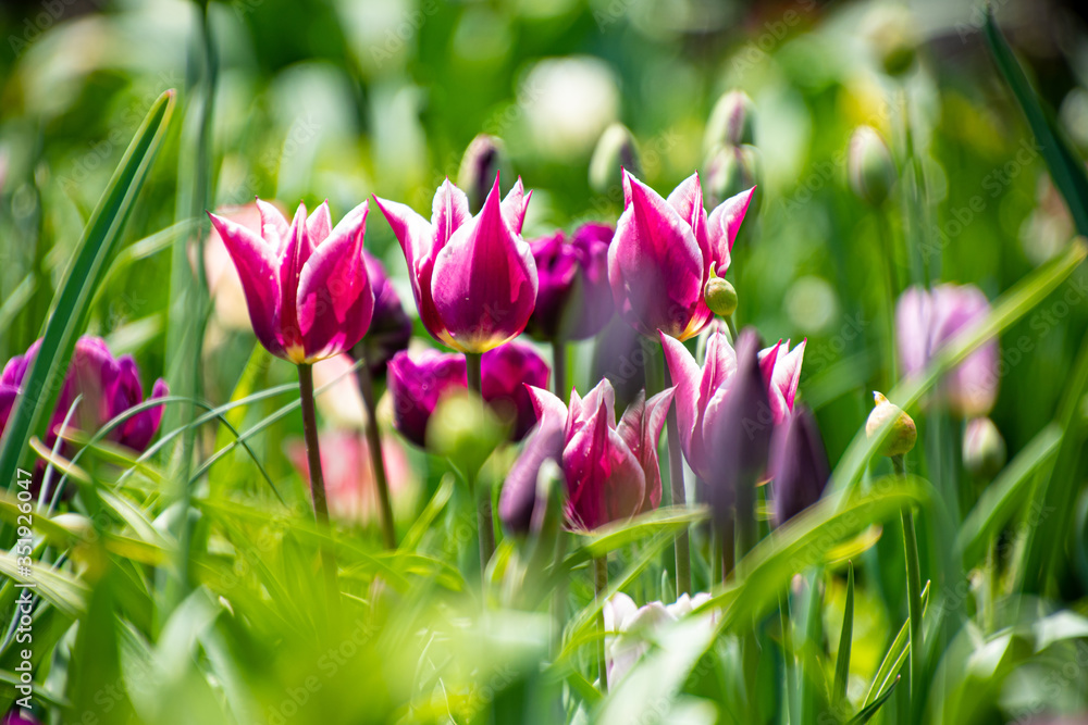 Fototapeta premium チューリップの頃