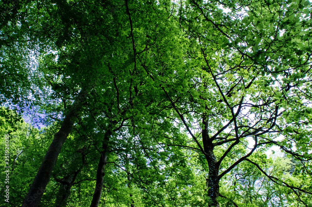 Low Angle View Of Trees In Forest