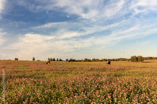 Clover (trefoil) field in Klinsky District. It is raion of Moscow Oblast, Russia. It borders with Tver Oblast, Lotoshinsky, Volokolamsky, Istrinsky, Solnechnogorsky and with Dmitrovsky District. photo