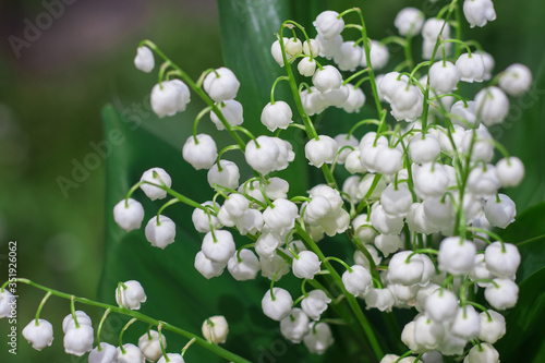 Lily of the valley spring background macro