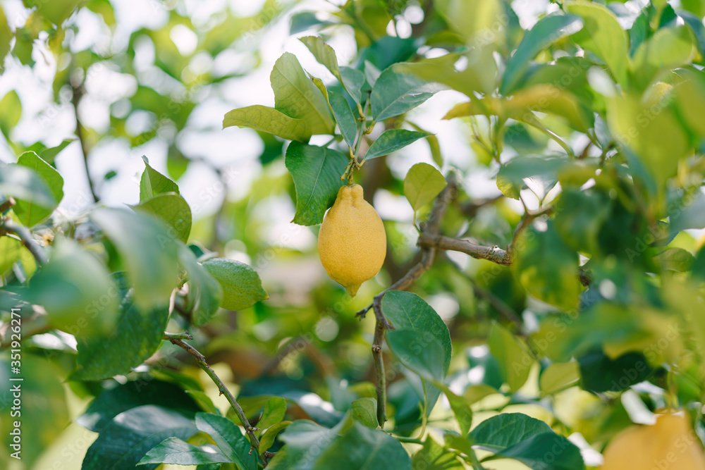 Yellow lemons on a tree, lemon trees in pots, close-up.