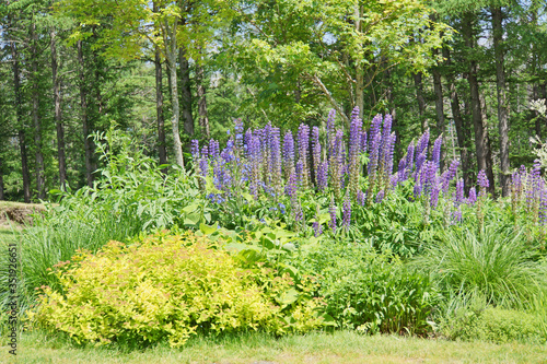 Fototapeta Naklejka Na Ścianę i Meble -  Lupinus, lupine field with blue flowers. Bunch of lupines summer flower background. Blooming lupine flowers. A field of lupines. Violet spring and summer flowers. nature concept
