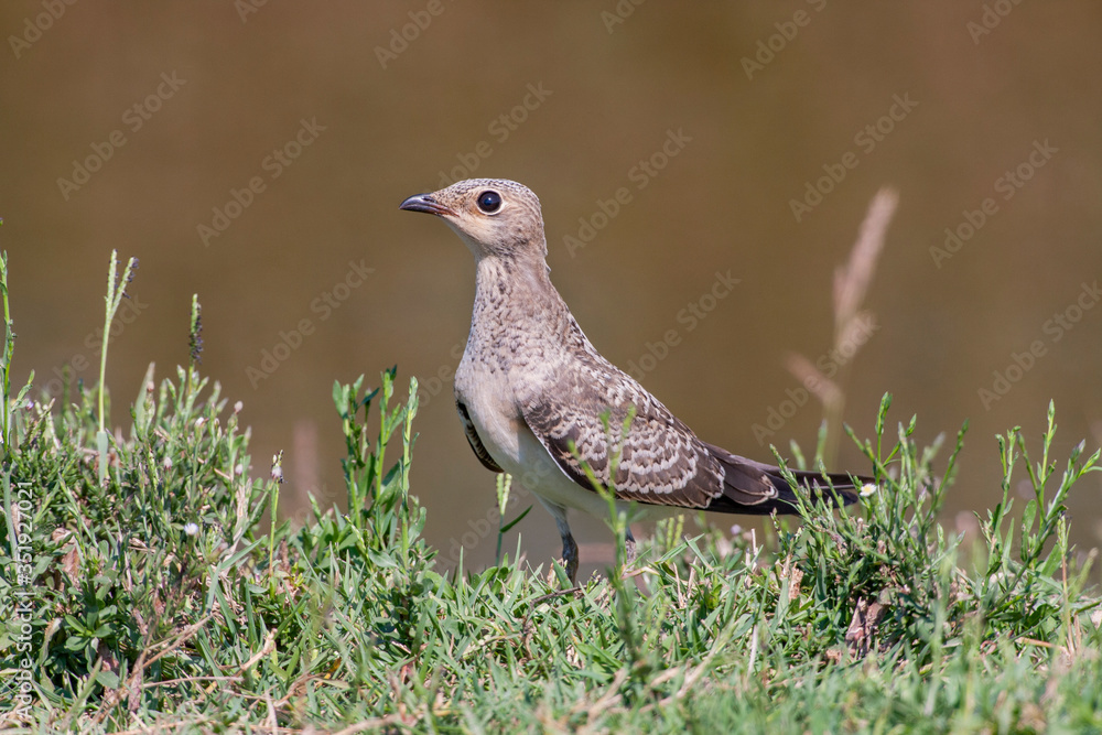 Sand Martin, (Riparia riparia) bird in the natural habitat. Sand Martin, (Riparia riparia) bird in the natural habitat.