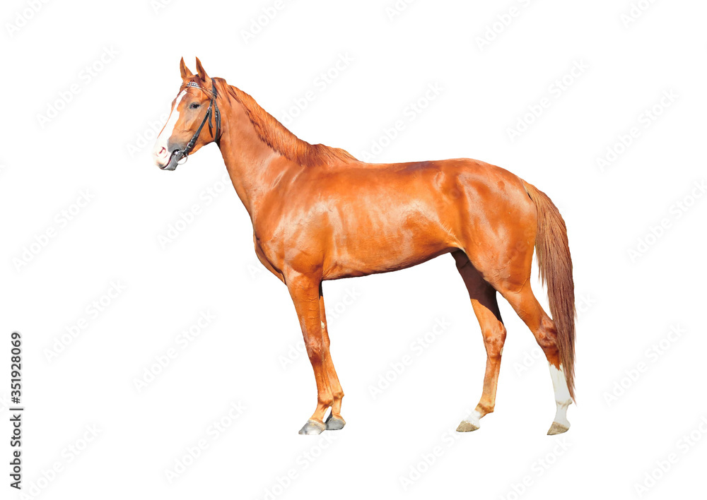 Fototapeta premium red horse isolated on the white background