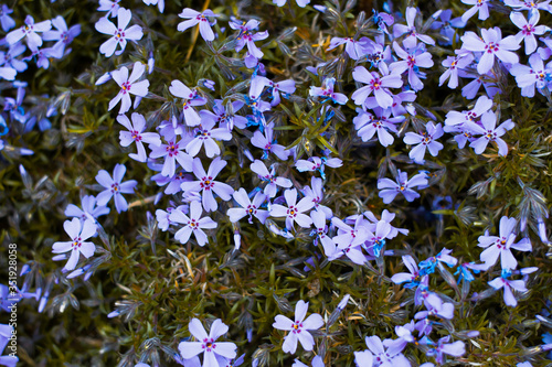 background of blue flowers close-up. Natural natural floral background.