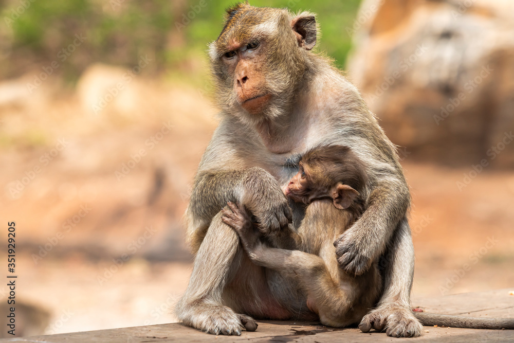 monkey feeding her baby, convey true love between mother and child, Khao Nor, Nakhon Sawan, Thailand