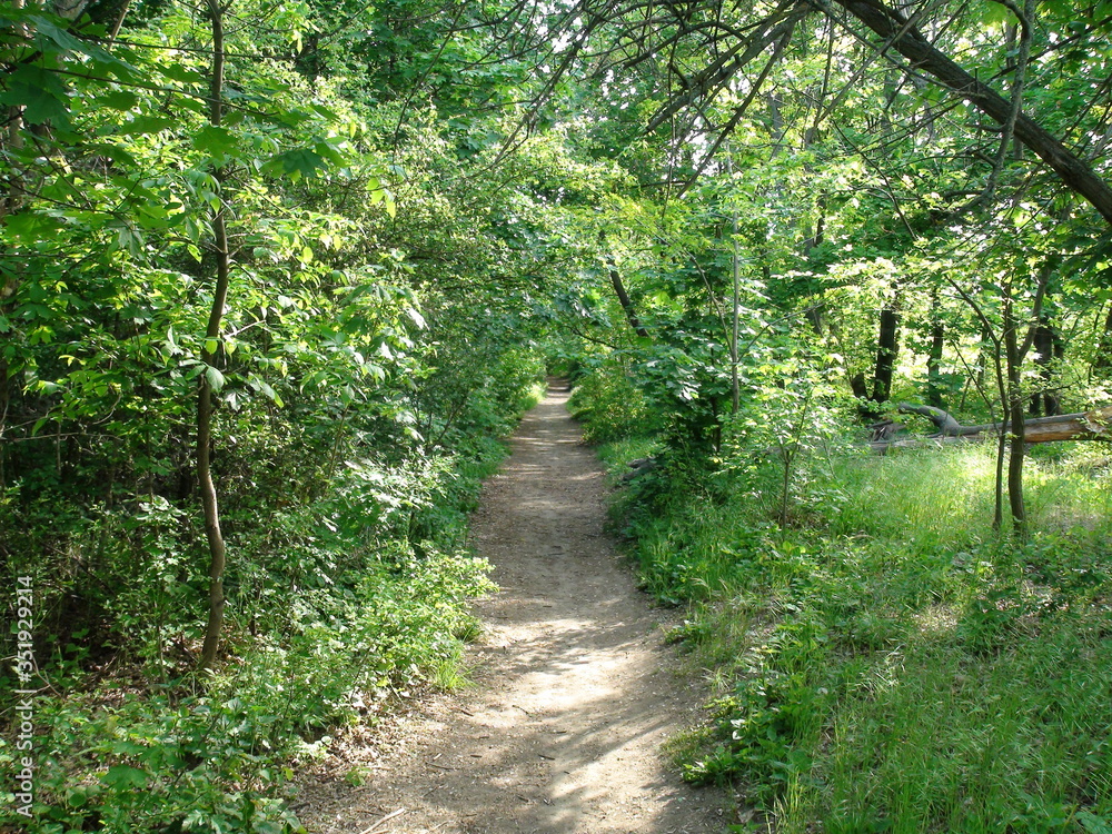 Amazing landscape of young green forest on both sides of the trail under the rays of the spring sun breaking through the lush leaves. Amazing landscape of young green forest on both sides of the trail under the rays of the spring sun breaking through the lush leaves.