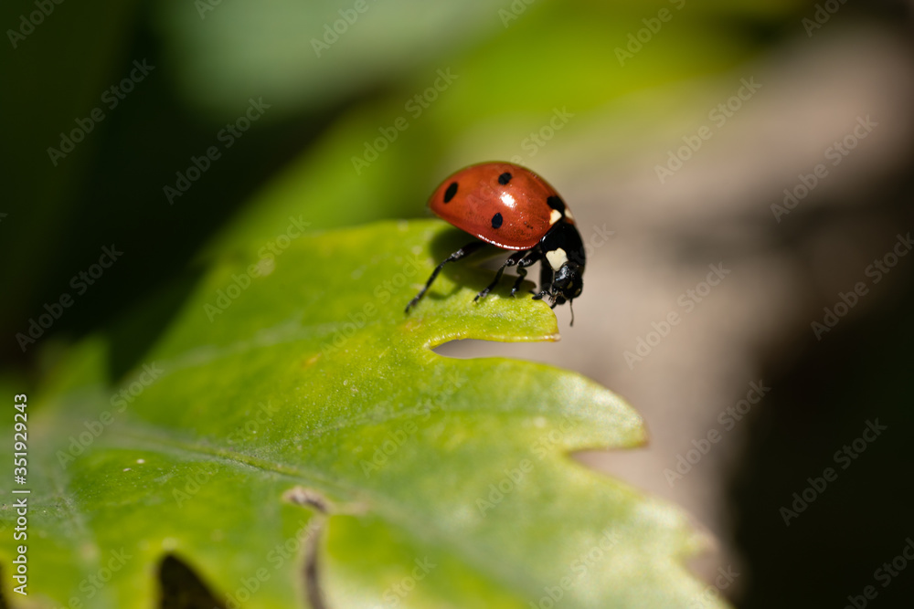 macro photography of lady bug on a tree, nature macro photography of lady bug on a tree, nature
