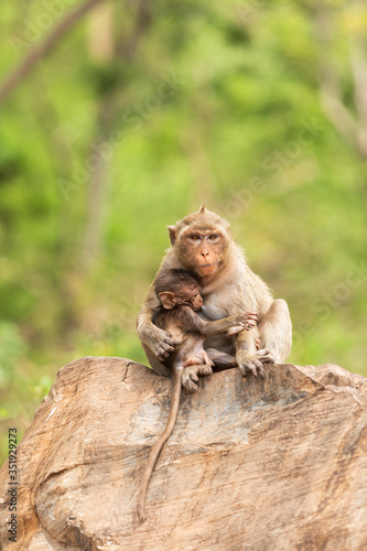 Sticker monkey feeding her baby, convey true love between mother and child, Khao Nor, Na