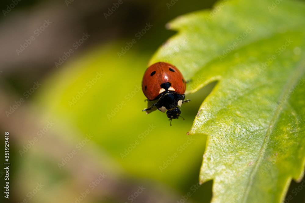 macro photography of lady bug on a tree, nature macro photography of lady bug on a tree, nature