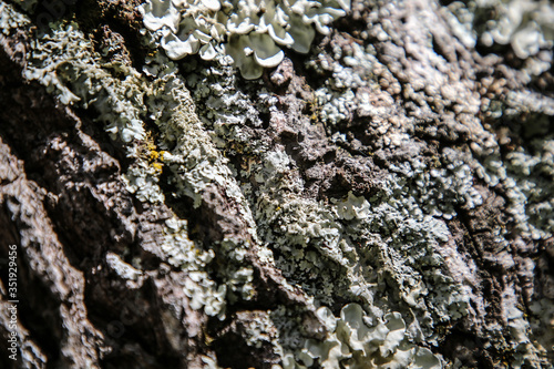 tree bark texture