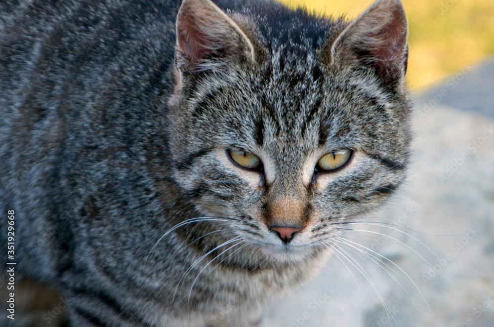 grey cat sit on the grass