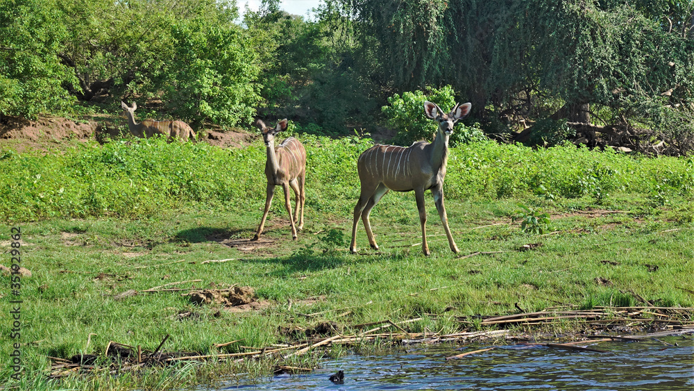 Curious kudu antelopes stand on the banks of a river in Chobe Park. Beautiful brown fur with white stripes, very large ears. Around the green grass and the jungle. Botswana. Curious kudu antelopes stand on the banks of a river in Chobe Park. Beautiful brown fur with white stripes, very large ears. Around the green grass and the jungle. Botswana.