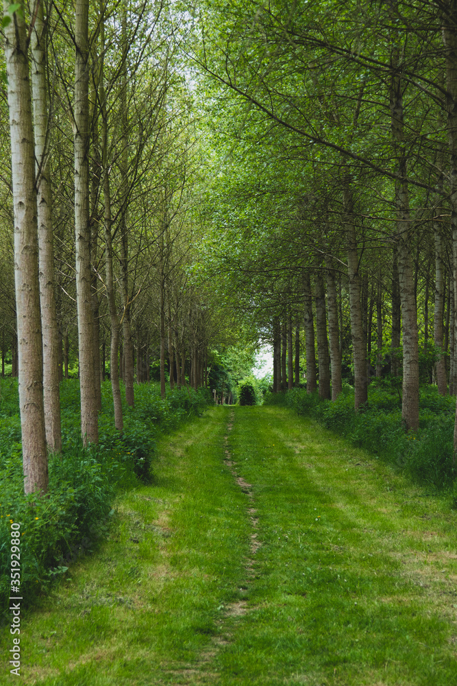 Fototapeta premium path in the woods