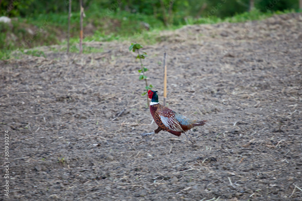 Naklejka premium ring necked pheasant or young male phasianus colchicus fagiano strutting or running across the grass in Italy state symbol of South Dakota.