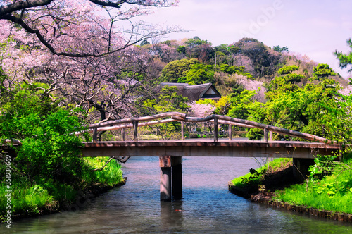 Sankeien Garden Yokohama Japan Cherry blossoms photo