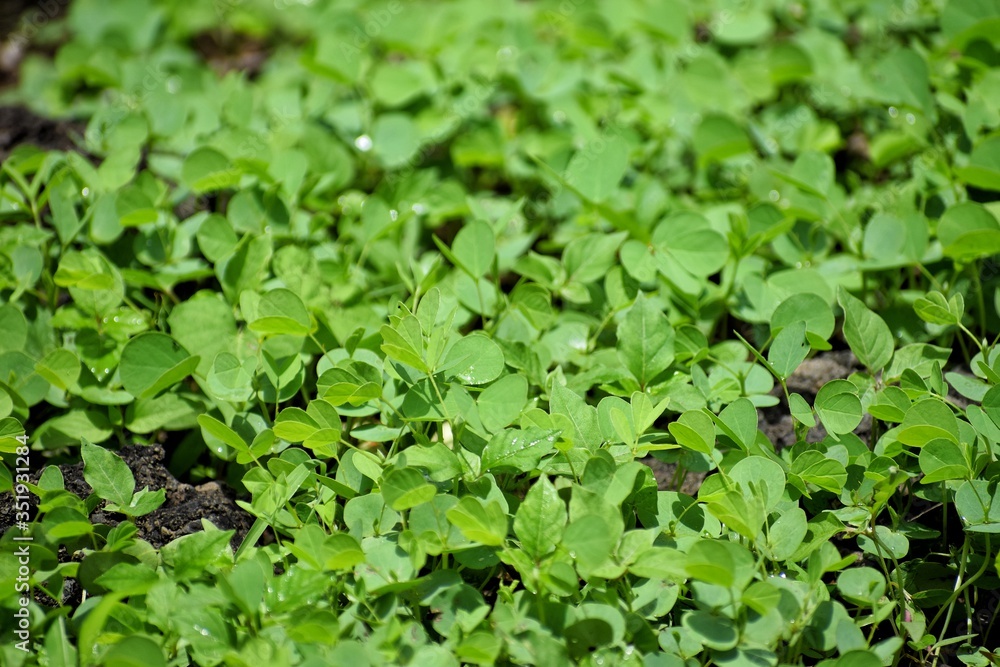Obraz premium Green leaves background
